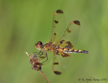 Celithemis elisa, female